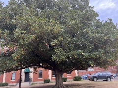 Magnoliales