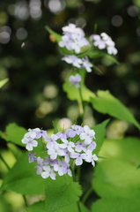 Lunaria rediviva