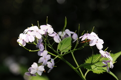 Lunaria rediviva
