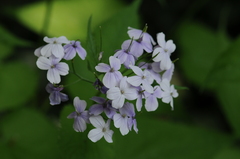 Lunaria rediviva