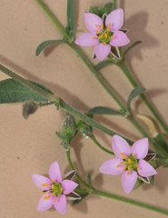 Rhodalsine geniculata