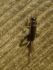 Teleogryllus commodus