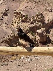 Daptrius megalopterus