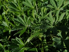 Lupinus luteus
