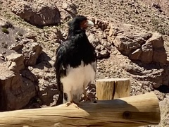 Daptrius megalopterus