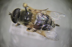 Eristalis