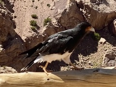 Daptrius megalopterus