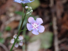 Omphalodes nitida