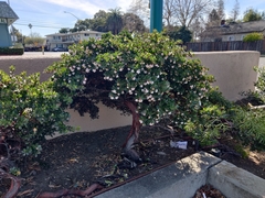 Arctostaphylos