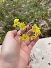 Youngia japonica