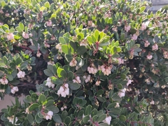 Arctostaphylos