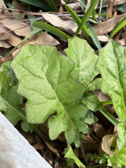 Youngia japonica