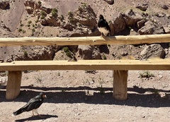 Daptrius megalopterus