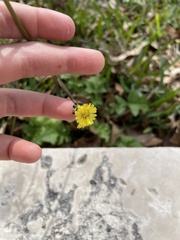 Youngia japonica