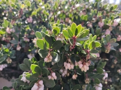 Arctostaphylos