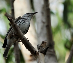 Ramsayornis fasciatus