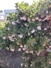 Arctostaphylos
