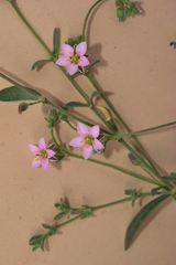Rhodalsine geniculata
