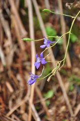 Delphinium ajacis