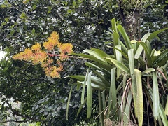 Aechmea leptantha