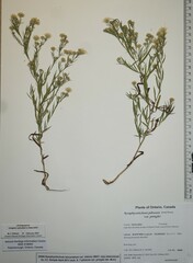 Symphyotrichum lanceolatum interior