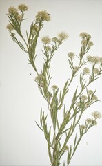 Symphyotrichum lanceolatum interior