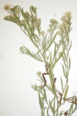 Symphyotrichum lanceolatum interior