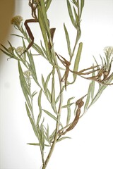 Symphyotrichum lanceolatum interior