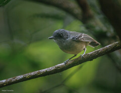 Dysithamnus mentalis