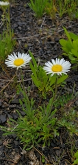 Erigeron engelmannii