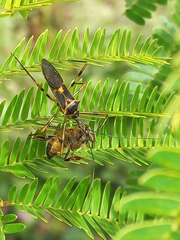 Zelus armillatus