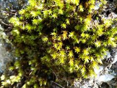 Racomitrium aciculare