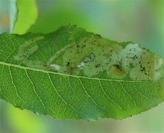 Aulagromyza tridentata