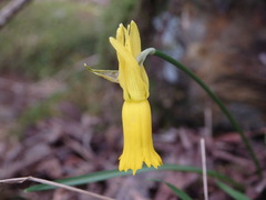 Narcissus cyclamineus