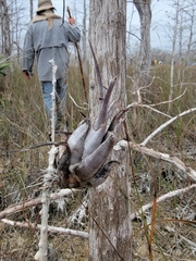 Tillandsia paucifolia