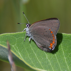 Satyrium titus