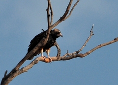 Hamirostra melanosternon