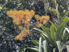 Aechmea leptantha