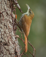 Lepidocolaptes squamatus