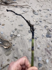 Equisetum laevigatum