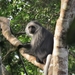King Colobus - Photo (c) benbarca, some rights reserved (CC BY-NC), uploaded by benbarca