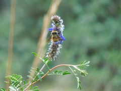 Bombus robustus