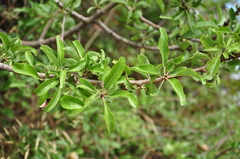 Pyrus spinosa