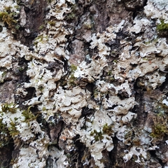 Ricasolia amplissima