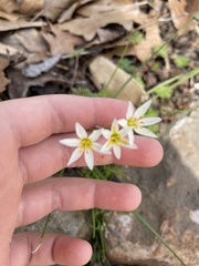 Nothoscordum bivalve