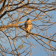 Accipiter cooperii