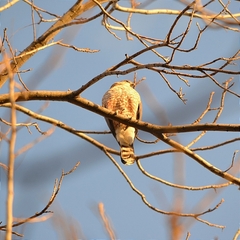 Accipiter cooperii
