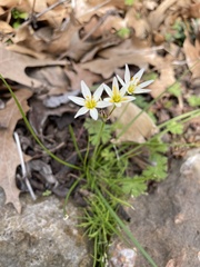 Nothoscordum bivalve