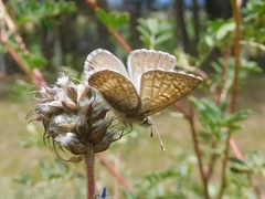 Leptotes andicola