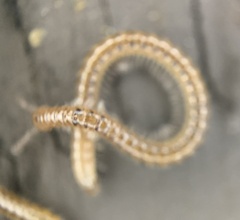 Blaniulidae